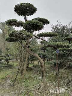 高度380厘米大叶黄杨