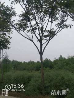 10公分黄山栾树