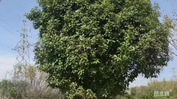 15公分红叶石楠