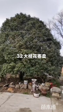 30公分桂花