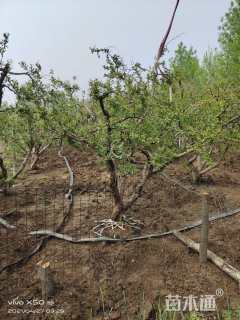 高度500厘米石榴