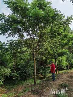 12公分栾树
