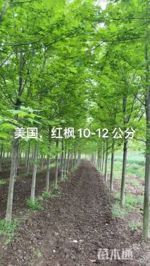 10公分美国红枫-秋火焰