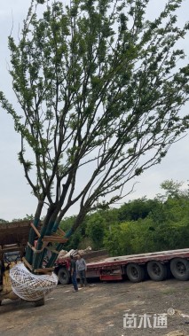 80公分(5杆)丛生朴树