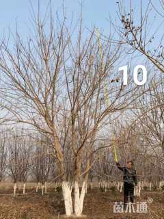 高度1000厘米丛生元宝枫