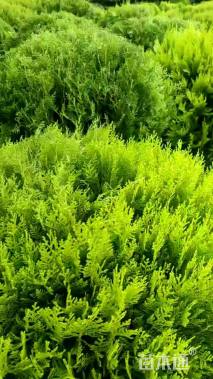 冠幅80厘米洒金柏球