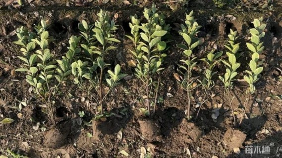 高度40厘米金边黄杨