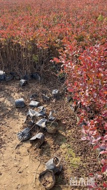 高度50厘米天鹅绒紫薇