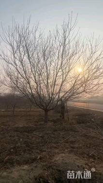 20公分绿叶碧桃