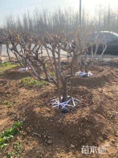 高度200厘米丛生蜡梅