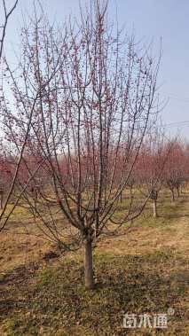 14公分垂丝海棠