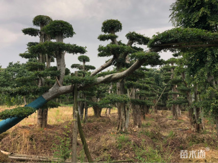 20公分造型榆树