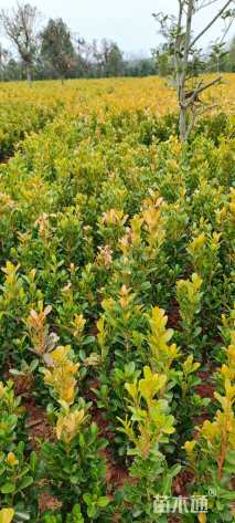 高度40厘米豆瓣黄杨