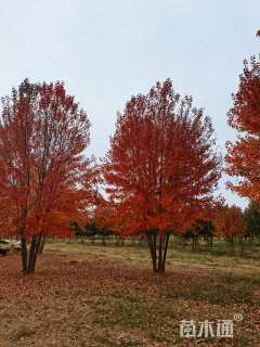 高度700厘米丛生美国红枫