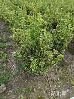 高度70厘米金边黄杨