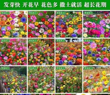 野花组合种子