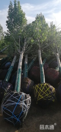 25公分速生法桐