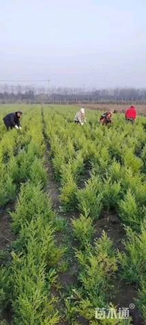 高度40厘米蜀桧