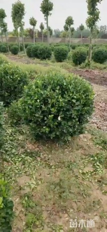 100厘米扶芳藤球