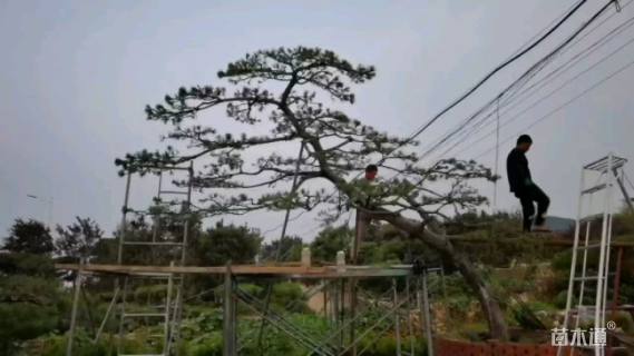 20公分造型黑松