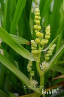 高度10厘米黑三棱