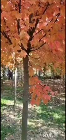 10公分美国红枫-红点