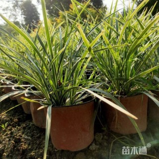 高度25厘米丽蚌草