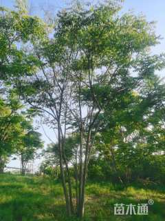 30公分(4杆)丛生栾树