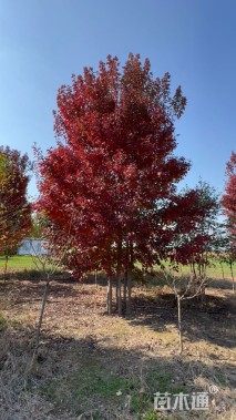 高度700厘米丛生美国红枫