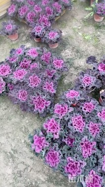 高度10厘米羽衣甘蓝