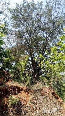 高度1200厘米白皮松