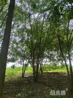 高度600厘米丛生国槐