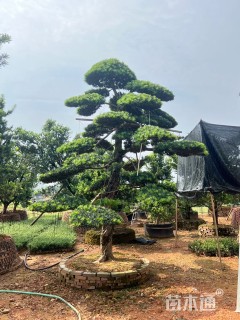 移栽苗造型罗汉松