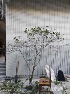 高度200厘米栀子