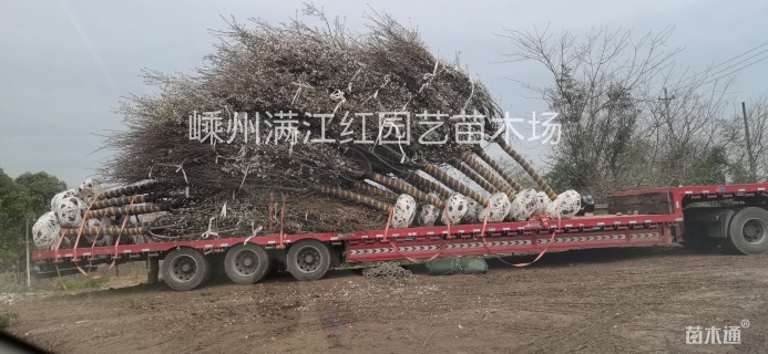 17公分高杆樱花