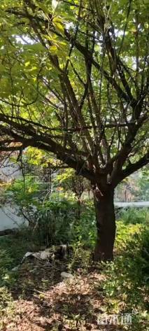 38公分日本晚樱