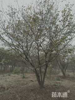 60公分丛生朴树