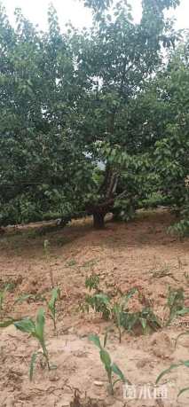 20公分杏树