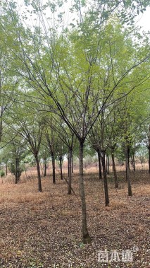 12公分国槐