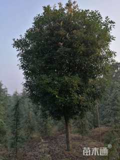 15公分红叶石楠