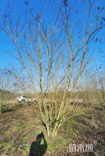 高度470厘米红花紫薇