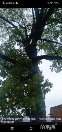 60公分香樟