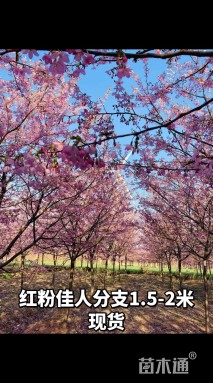 13公分高杆红粉佳人