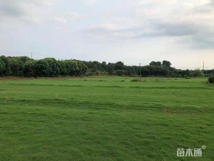 草块状早熟禾草