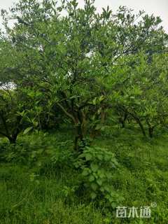 高度30厘米丛生胡柚