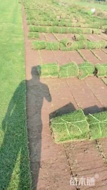 草卷状百慕大草