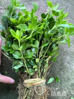 高度21厘米板凳果