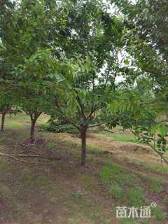 10公分日本晚樱