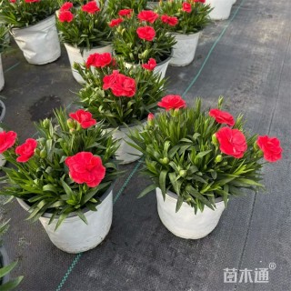 高度18厘米康乃馨