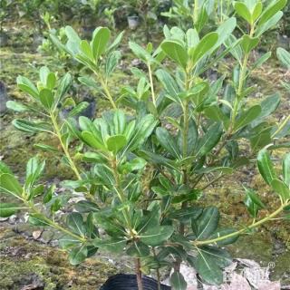 高度35厘米海桐